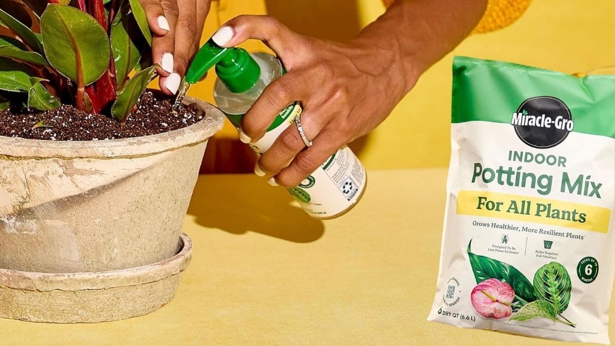Miracle-Gro Liquid Indoor Plant Food: Is It the Easiest Way to Feed Your Plants