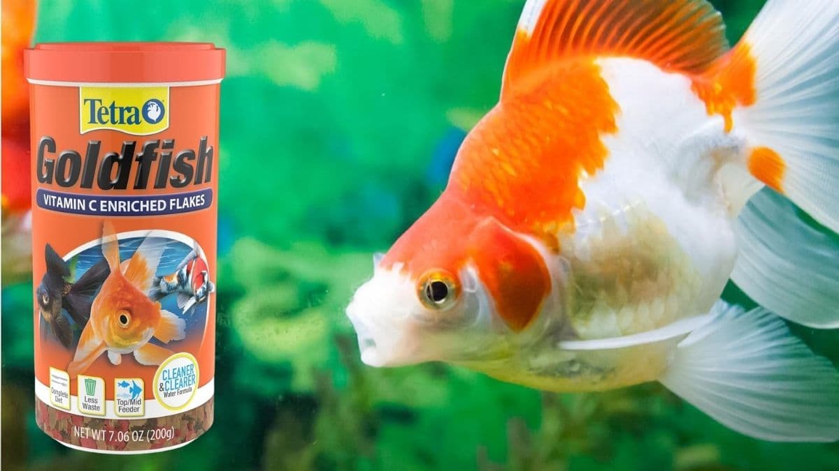 Tetra Goldfish Flakes: Reliable Nutrition for Healthier, More Vibrant Fish