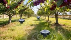Protect Your Lawn Naturally With the MCRWETO Solar Mole Repellent