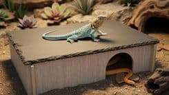 Upgrade Your Reptile Habitat With the PINVNBY Large Bearded Dragon Basking Platform